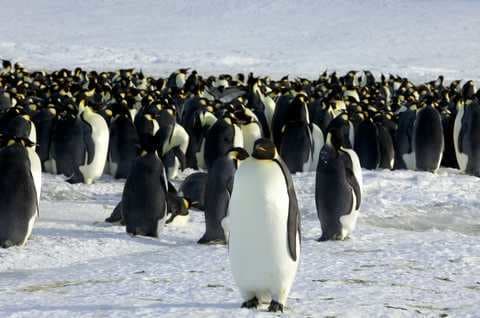 11 new colonies of emperor penguins have been discovered in Antarctica with satellite images