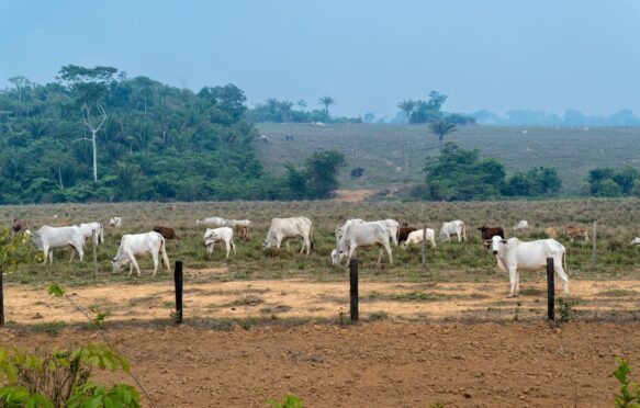 Cattle grazing on illegal livestock farm in a deforested area in the Amazon Rainforest, Brazil. Credit: Paralaxis / Alamy Stock Photo.