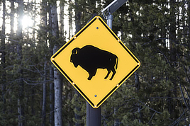 A yellow diamond-shaped street sign with a black bison symbol in its center is pictured in front of thin tall trees.